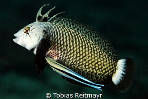 Rockmover wrasse with cleaner, Bida Nok by Tobias Reitmayr 